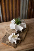 Set of 2 Organic Ceramic Planters