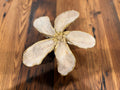 Oyster Magnolia Accessory