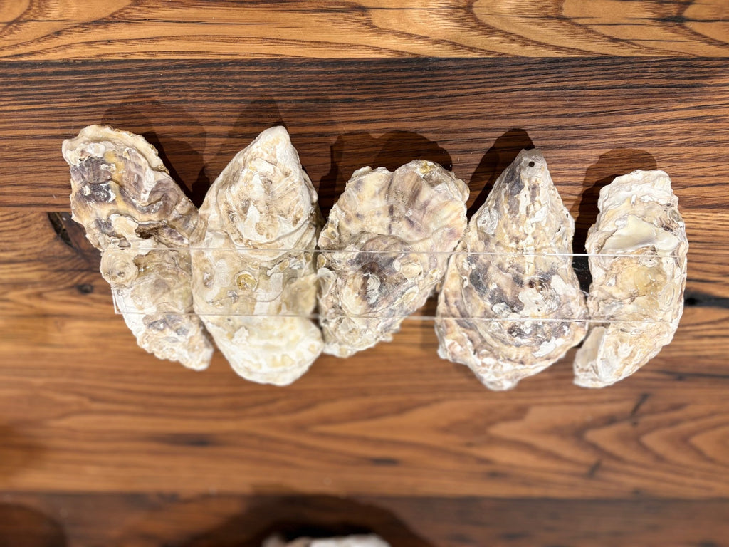 Oyster Nut Tray