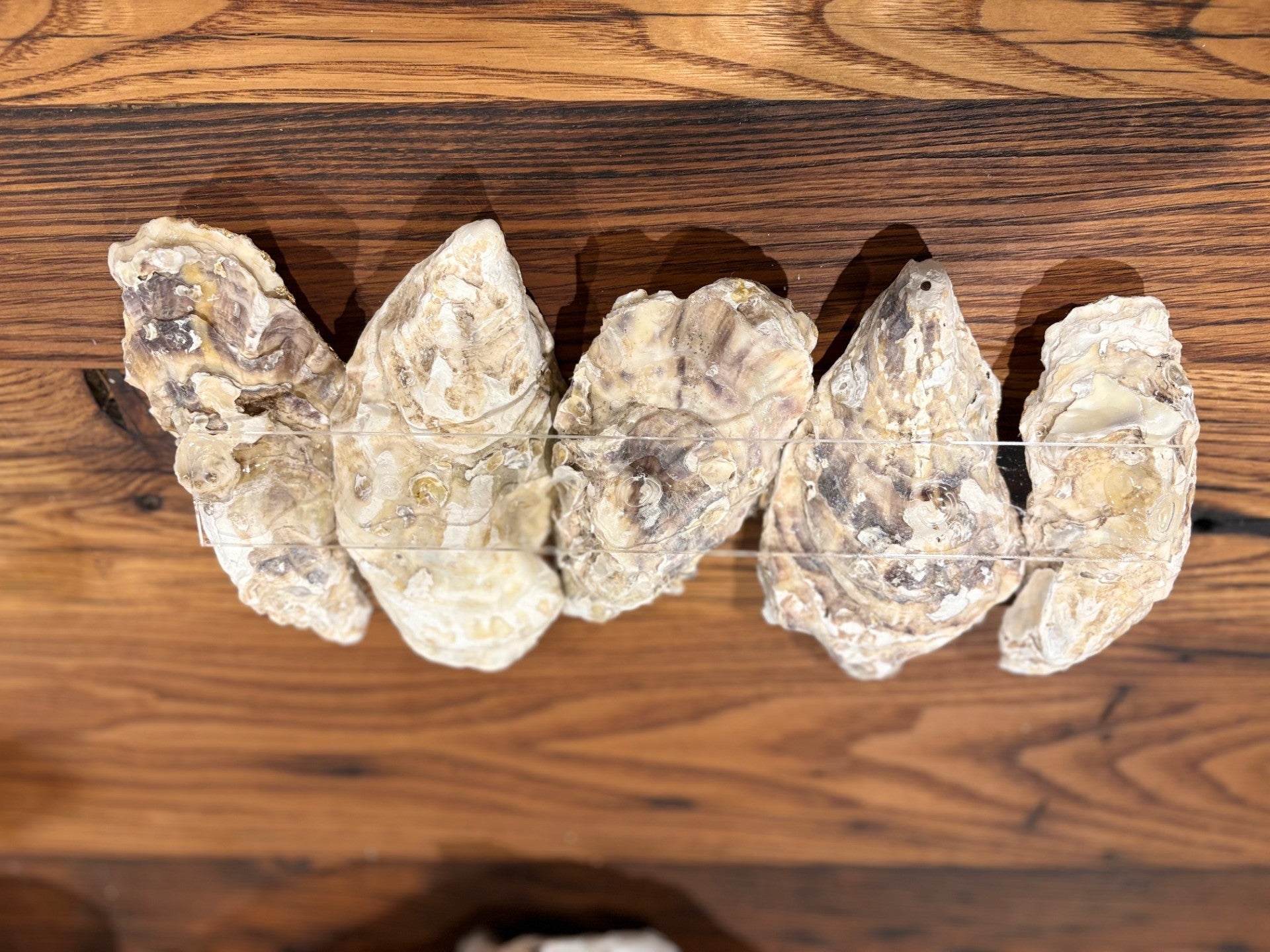 Oyster Nut Tray