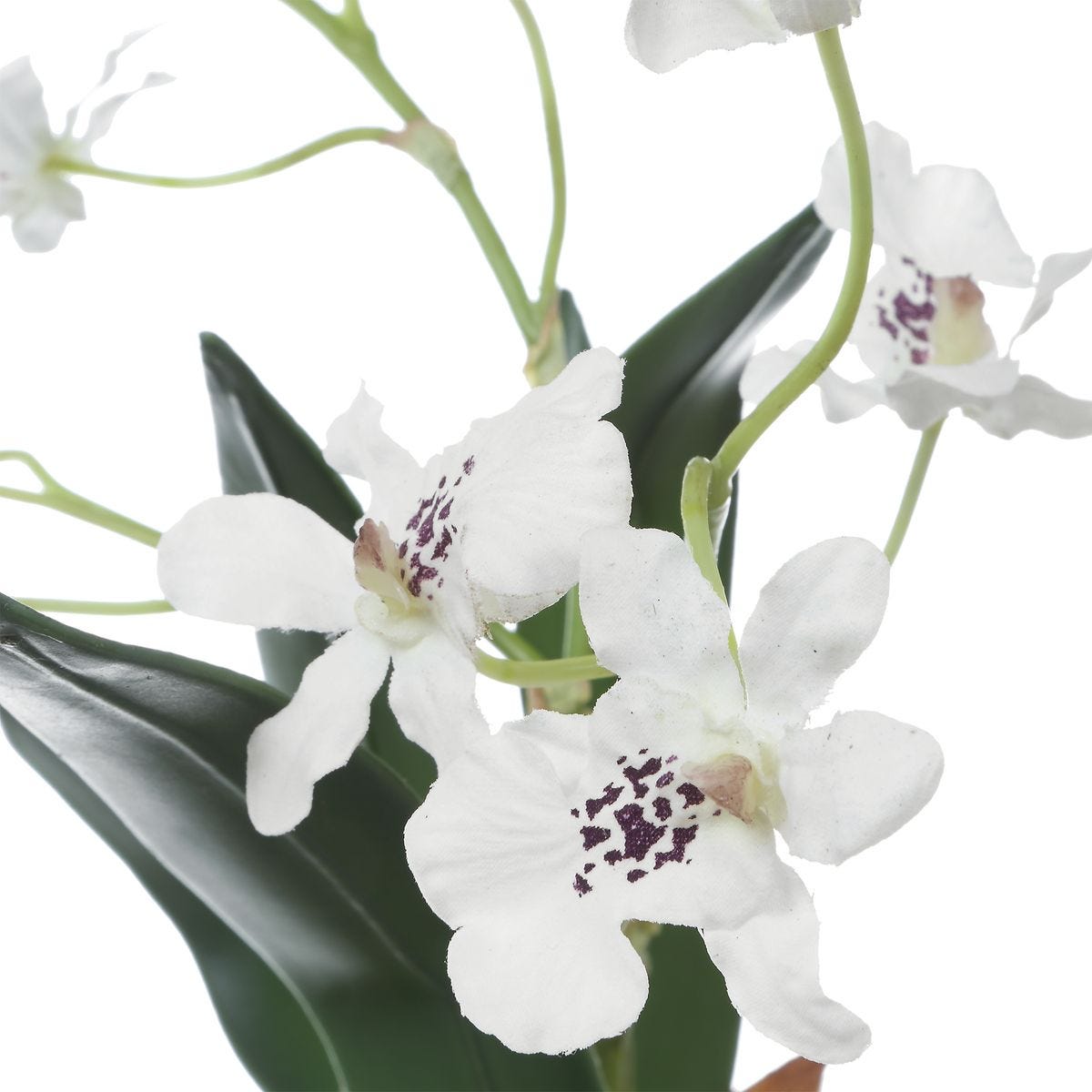 White Orchid Drop in