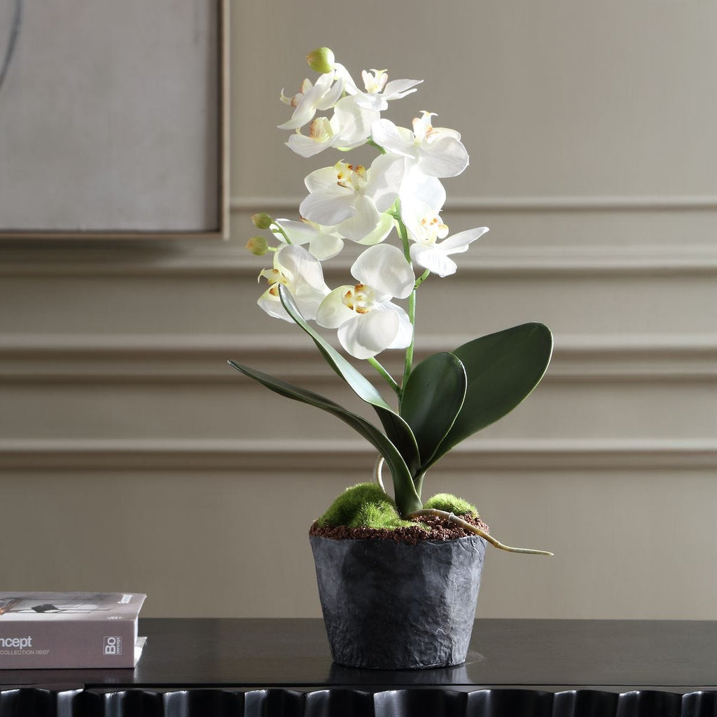 White Orchid Moth Drop in