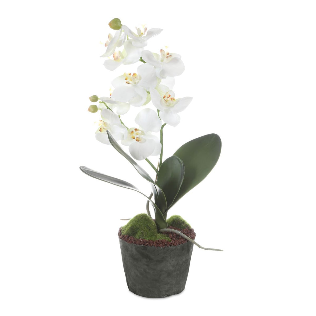 White Orchid Moth Drop in