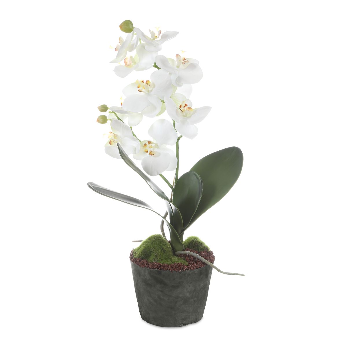 White Orchid Moth Drop in