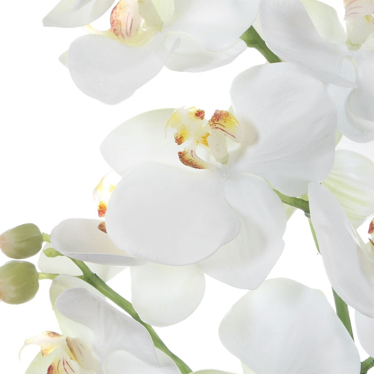 White Orchid Moth Drop in